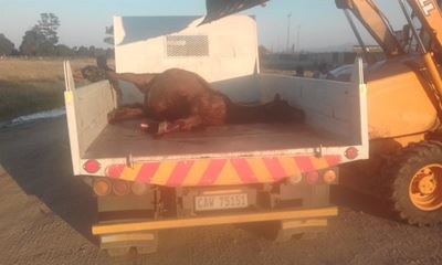 Perd doodgery in Pacaltsdorp