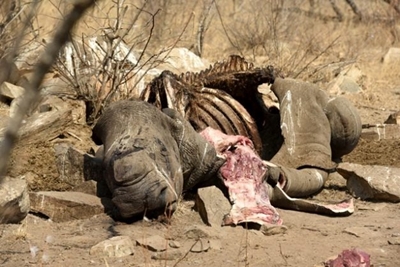 Mozambique sentences 2 rhino poachers for their wildlife crimes in SA