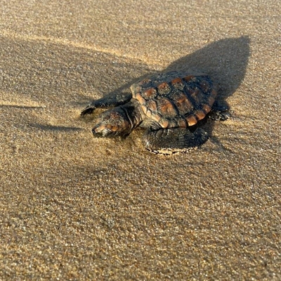 Turtle strandings on the increase