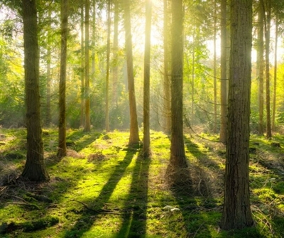 Did you know? Trees talk to each other
