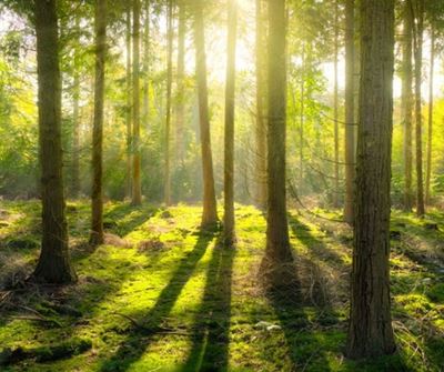 Did you know? Trees talk to each other