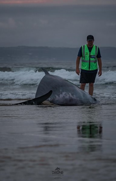 Inwoners vertel van aangrypende tonele by walvis en kalf