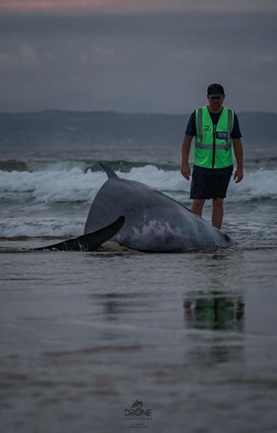 Inwoners vertel van aangrypende tonele by walvis en kalf