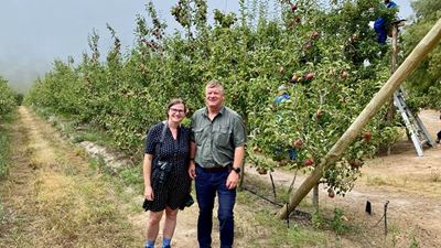 Media mingle with apple farmers 