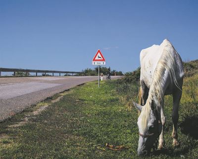Drivers should be cautious of horses and riders