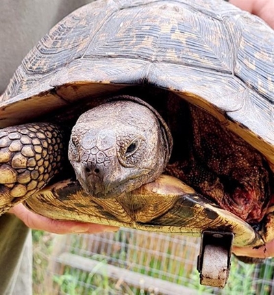 Three-legged tortoise highlights plight of illegal pets