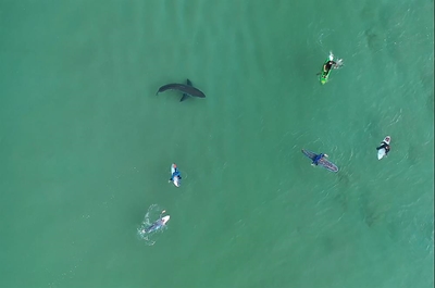 Don't vilify sharks, asks local biologist