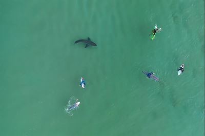 Don't vilify sharks, asks local biologist