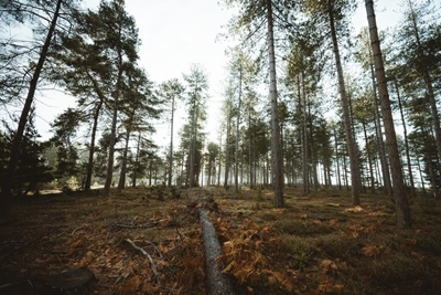 Young girls encouraged to take up careers in forestry