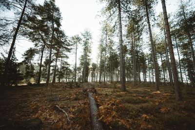 Young girls encouraged to take up careers in forestry