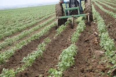 Potato farming: Award-winning farmer shows us how