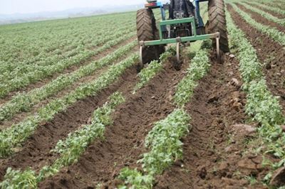 Potato farming: Award-winning farmer shows us how