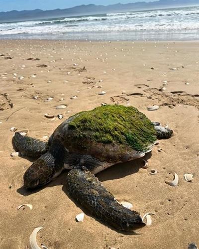 Rare visitor to Plett's beach rescued