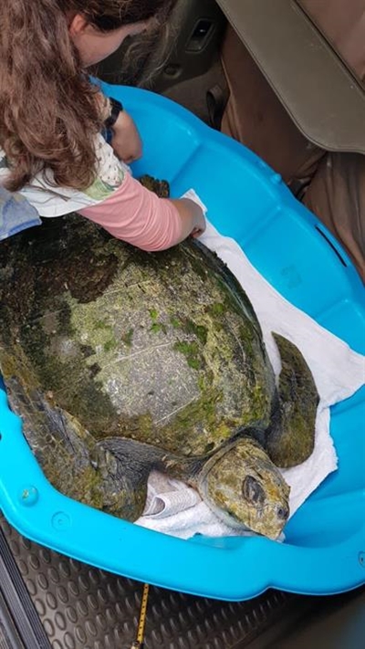 Turtle sighting ends in tragedy