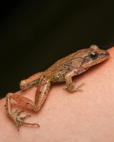Myths vs facts: What causes warts and how to treat them this Summer