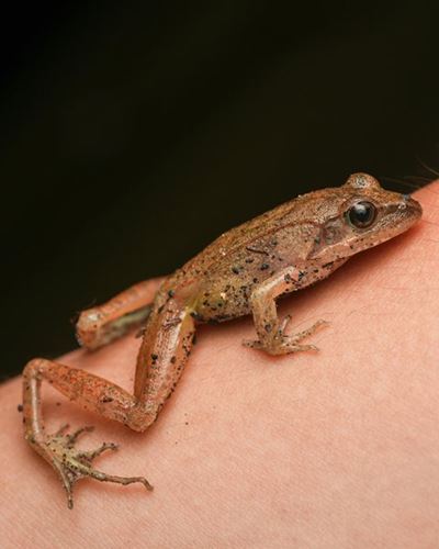 Myths vs facts: What causes warts and how to treat them this Summer