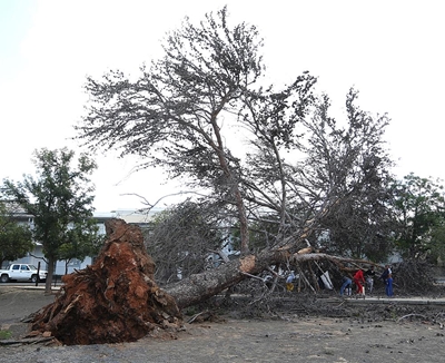 DBNLM sparks to clean up fallen trees