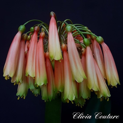 Clivia-interspesieskou weer vanjaar op 6 Augustus