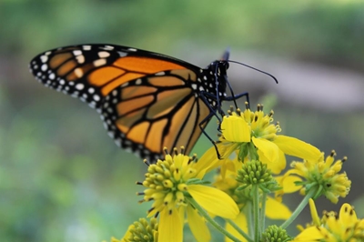 Join City Nature Challenge on Friday