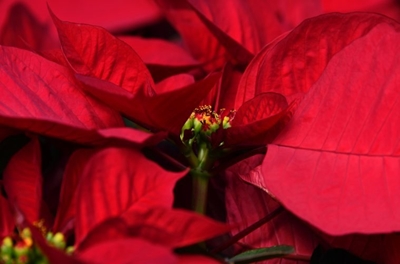 What to do with your pointsettia's after Christmas