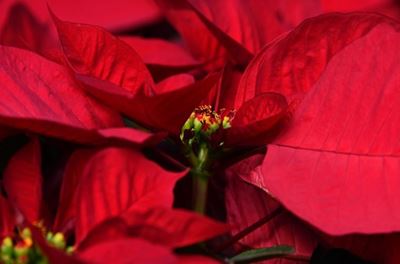 What to do with your pointsettia's after Christmas