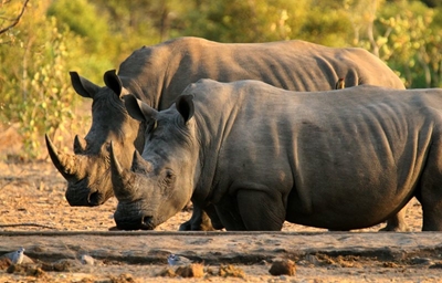 Wildlife differences in Northern and Southern Kruger