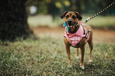 PDSA appeals for collars and leashes