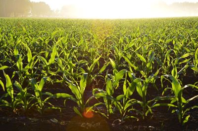 Aerial application of glyphosate on maize illegal