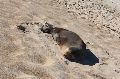 Seal returns to water