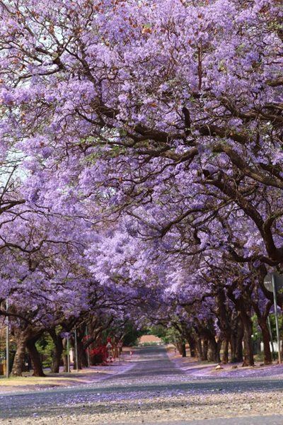 Tshwane metro set on protecting jacaranda trees