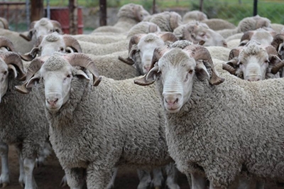 Geelbek Elite Merino sale