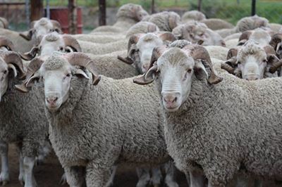 Geelbek Elite Merino sale
