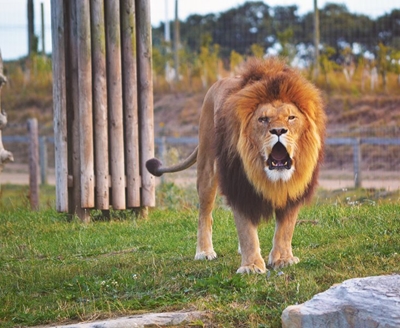 Lion bone trade in limbo