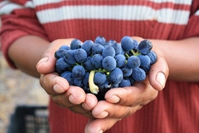 Bad weather saps SA’s wine grape harvest