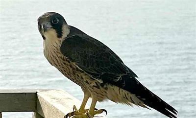 World’s fastest falcon swoops in to Umdloti