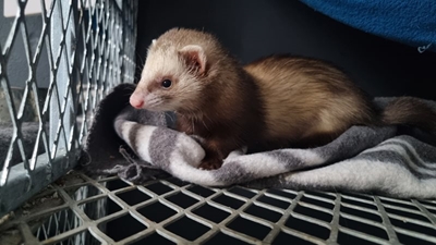 CapeNature warns against ferret ownership amid growing environmental threat