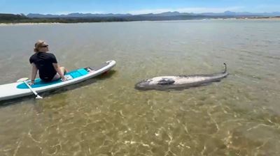  Dead pygmy sperm whale washed up