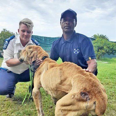 Eienaar van verwaarloosde boerboele getuig