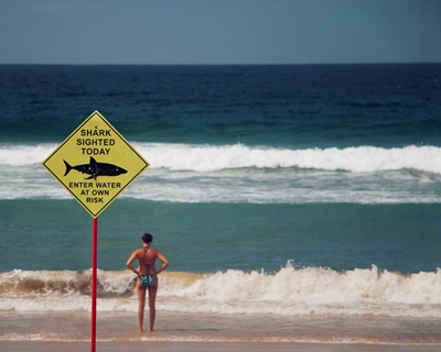 Surfers or seals all the same prey to near-blind sharks