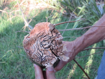 Koue winter kan help om kewers se voortplanting te keer