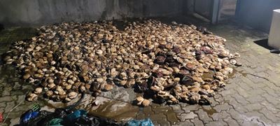 Over R700 000 worth of abalone confiscated in Plett