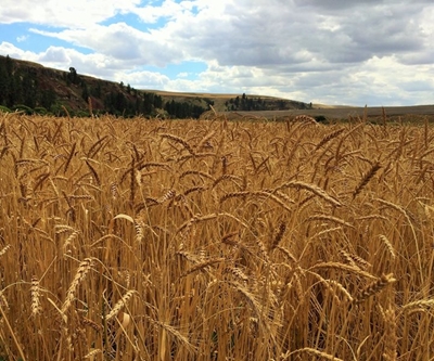 US expert to evaluate grain location differential system