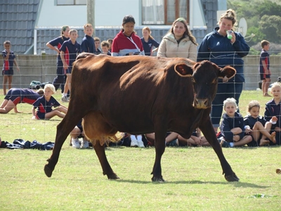Bertie Barnard se beesloop weer gewild
