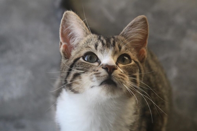 Adopt from the SPCA