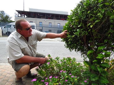 Bees buzz off to safe new home