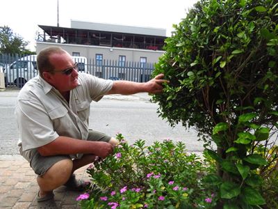 Bees buzz off to safe new home