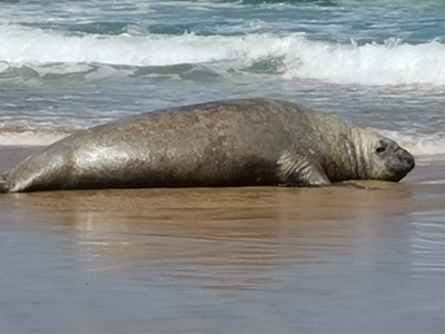 Seal ‘might have been trying to moult’