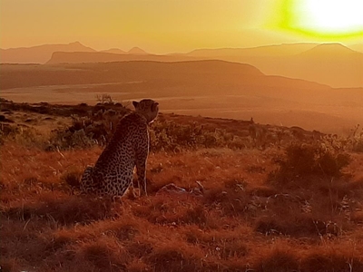 Rare cats roam Mount Camdeboo