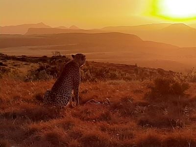 Rare cats roam Mount Camdeboo