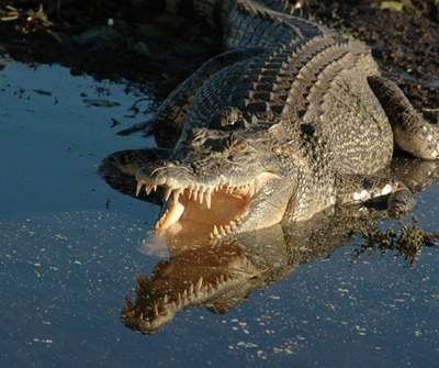 Local angler relives horror encounter with a crocodile at Albert Falls dam
